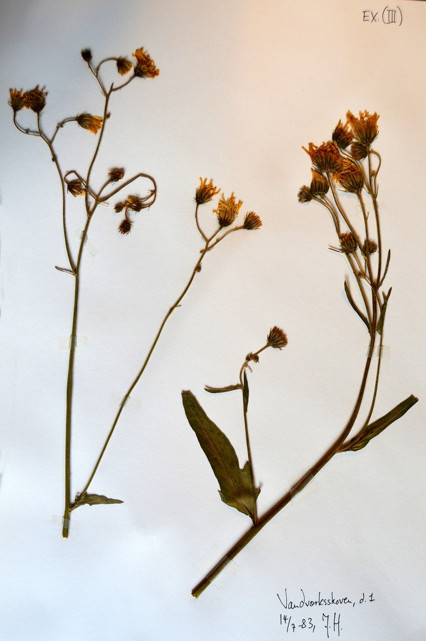 Hede-Høgeurt (Hieracium vulgatiforme)