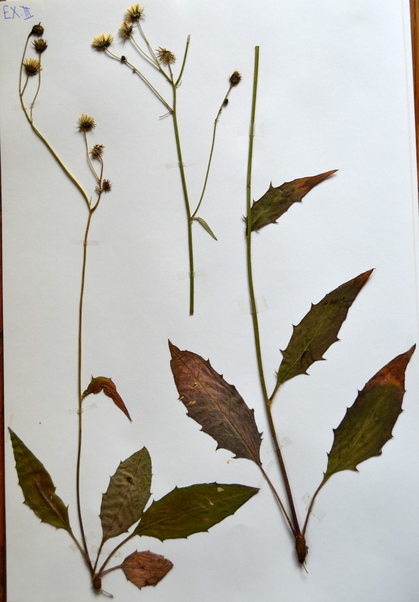 Hieracium subaustrinum (Hieracium subaustrinum)