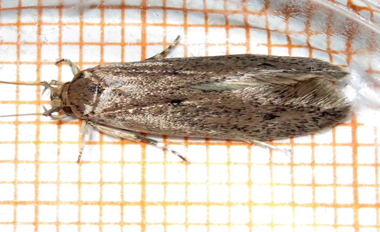 Bananmøl (Opogona sacchari)