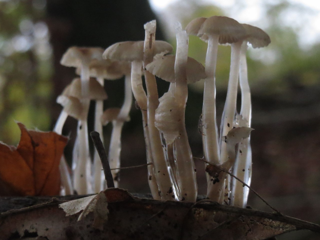 Slimfod (Roridomyces roridus)