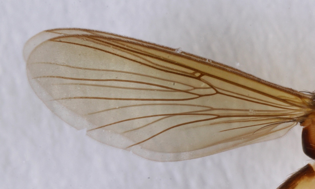 Allodiopsis rustica (Allodiopsis rustica)