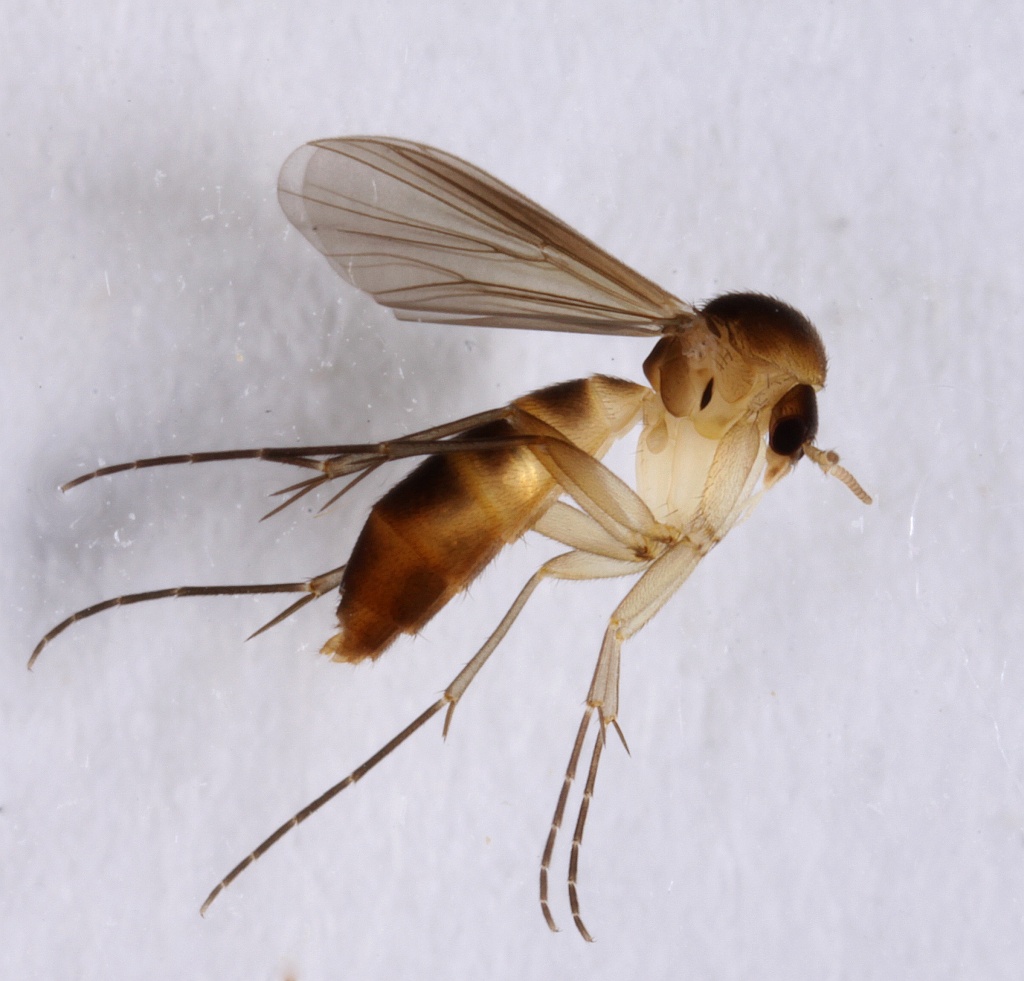 Cordyla flaviceps (Cordyla flaviceps)