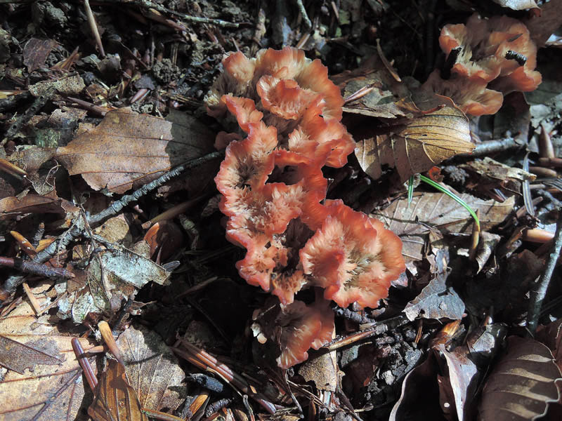 Vifte-Navlesvamp (Cotylidia pannosa)