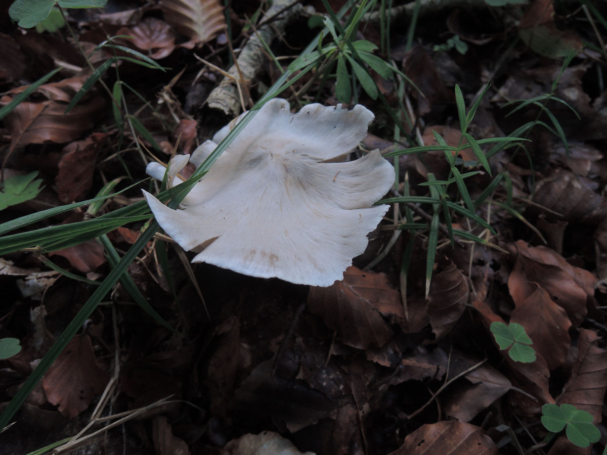 Puklet Ridderhat (Tricholoma umbonatum)