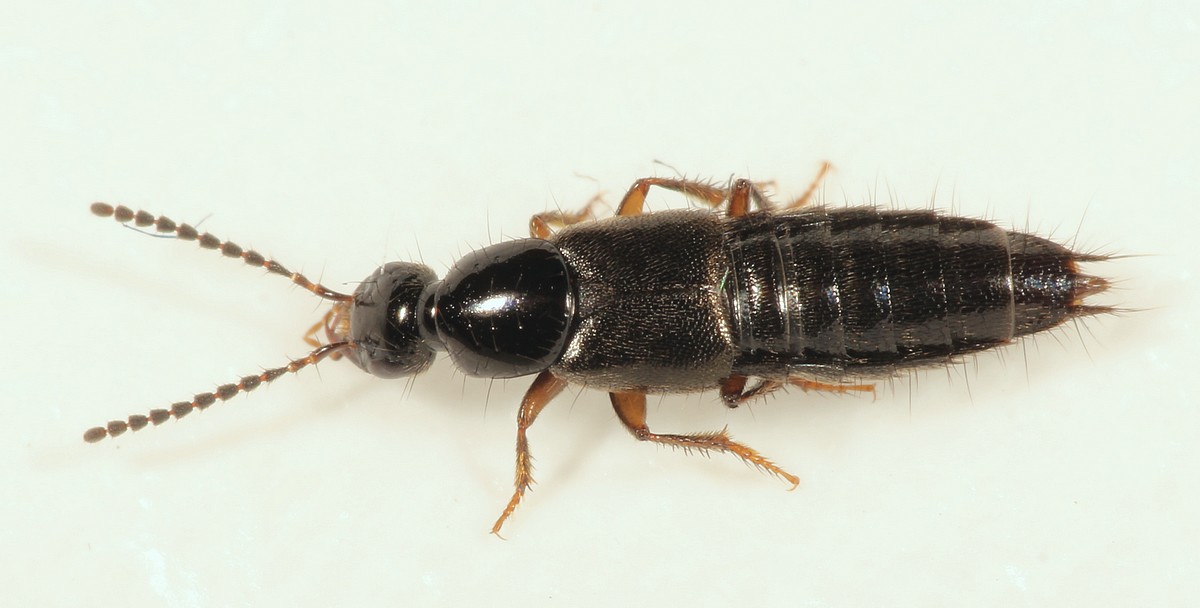 Philonthus umbratilis (Philonthus umbratilis)