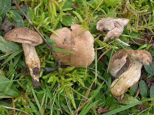 Rødmende Alfehat (Porpoloma metapodium)