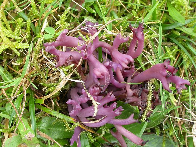 Purpur-Køllesvamp (Clavaria zollingeri)