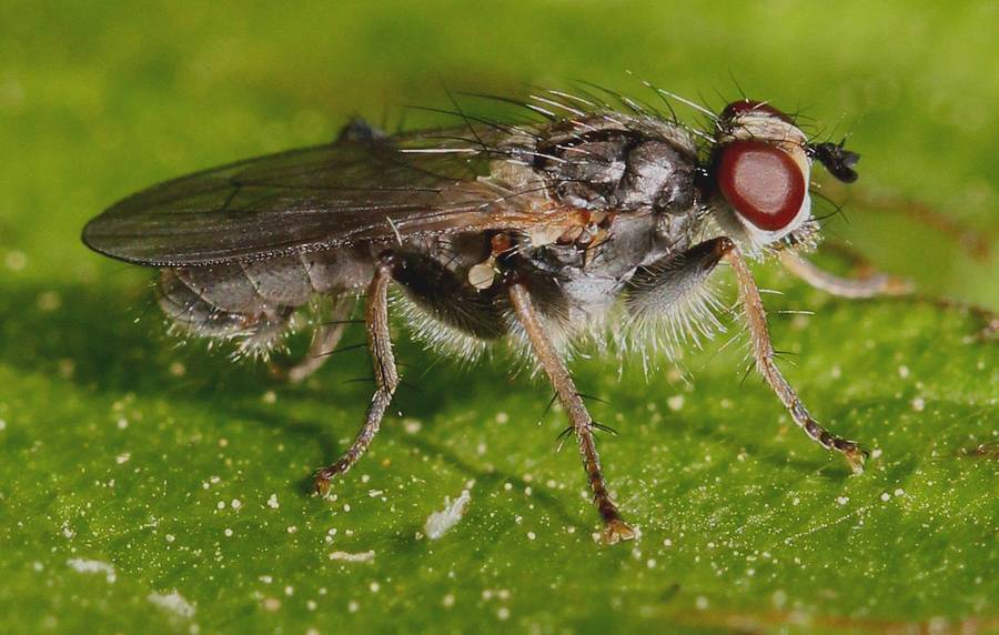 Cordilura aemula (Cordilura aemula)