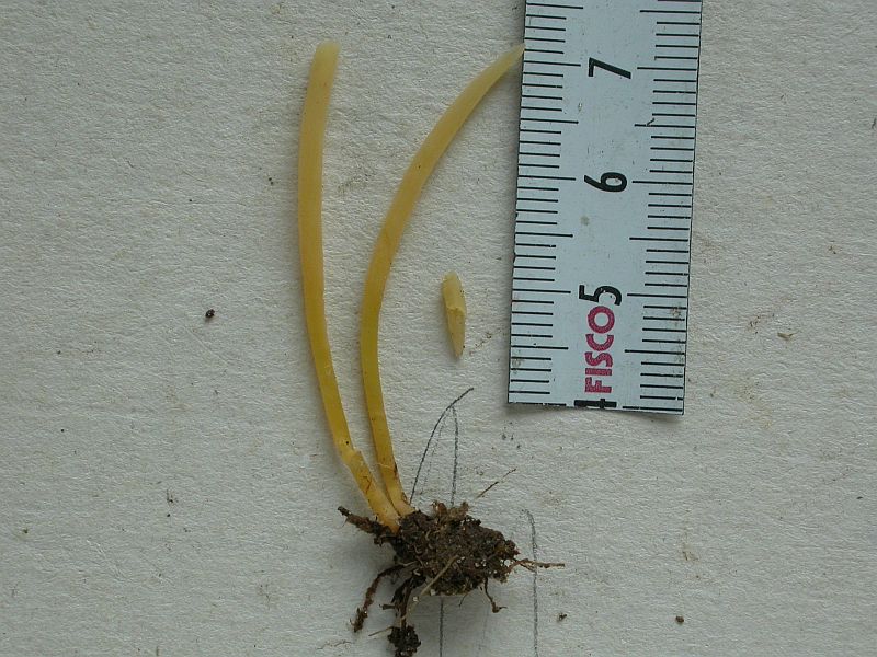 Strågul Køllesvamp (Clavaria flavipes)