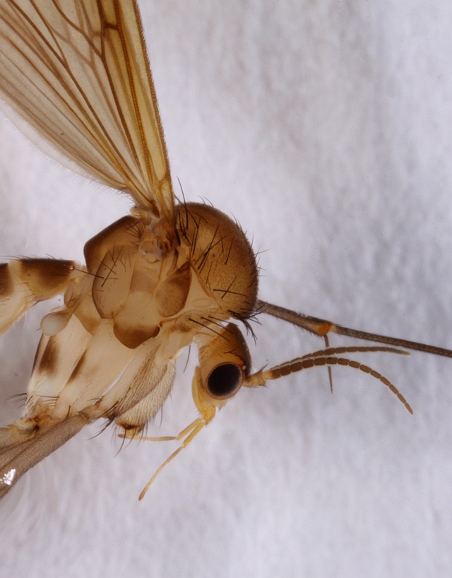 Tarnania nemoralis (Tarnania nemoralis)