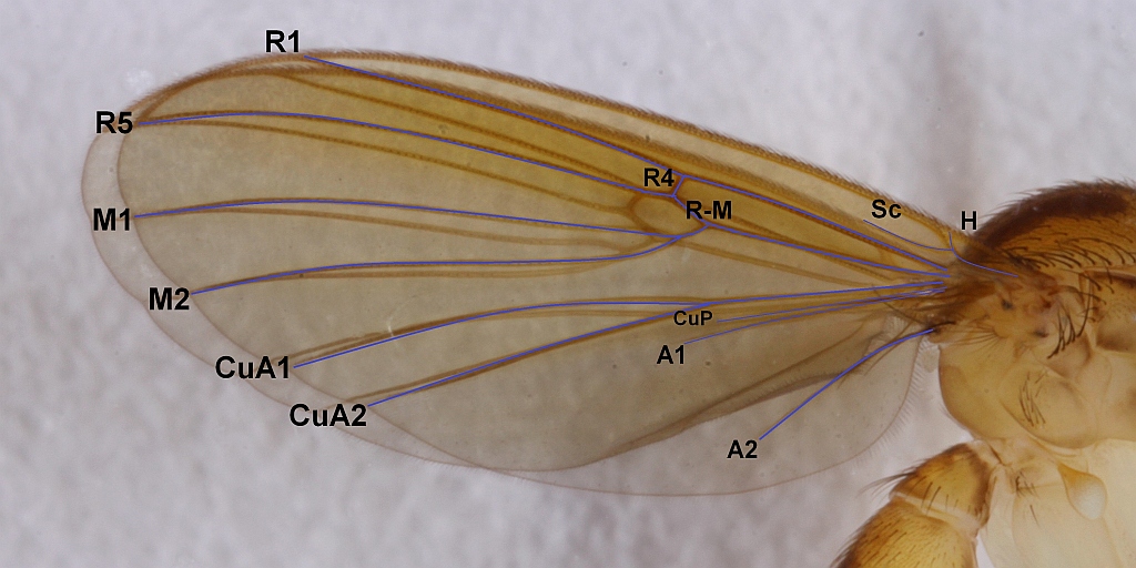 Mycetophila fungorum (Mycetophila fungorum)