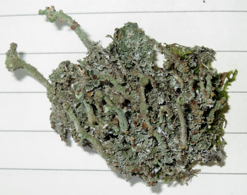 Tremella cladoniae (Tremella cladoniae)