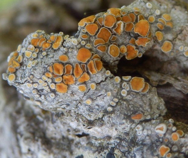 Voksgul Orangelav (Caloplaca cerina)