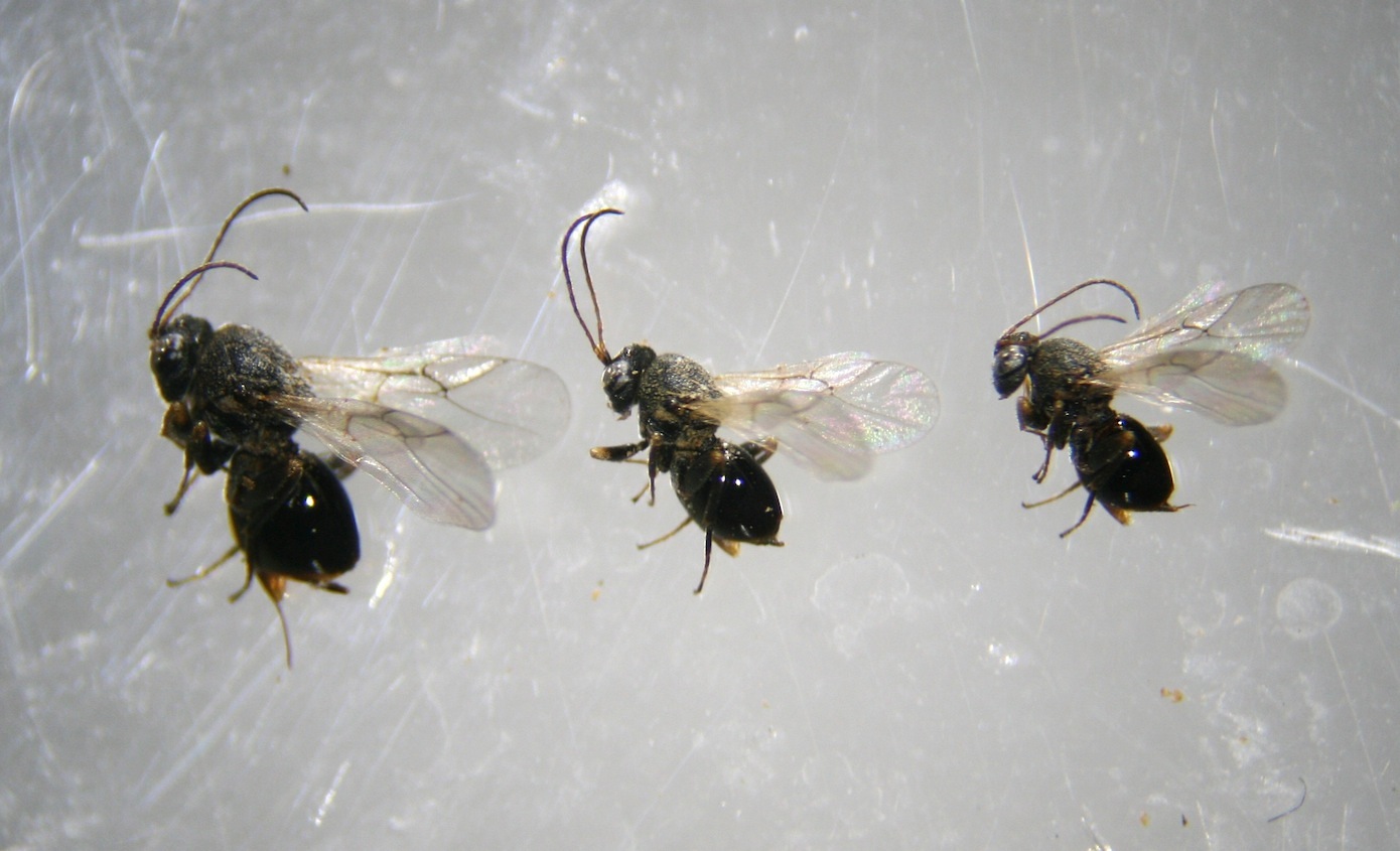 Synergus reinhardi (Synergus reinhardi)