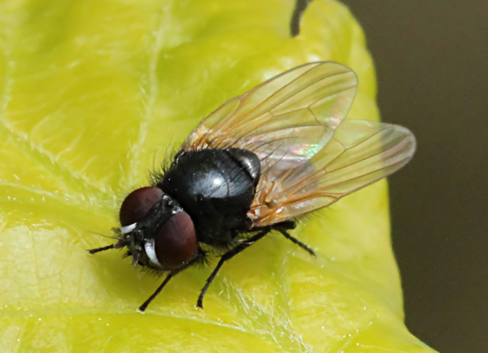 Earomyia virilis (Earomyia virilis)