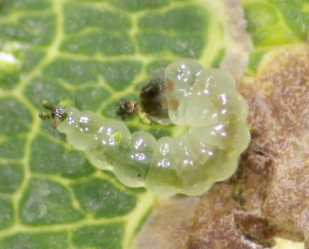 Ectoedemia heringi (Ectoedemia heringi)