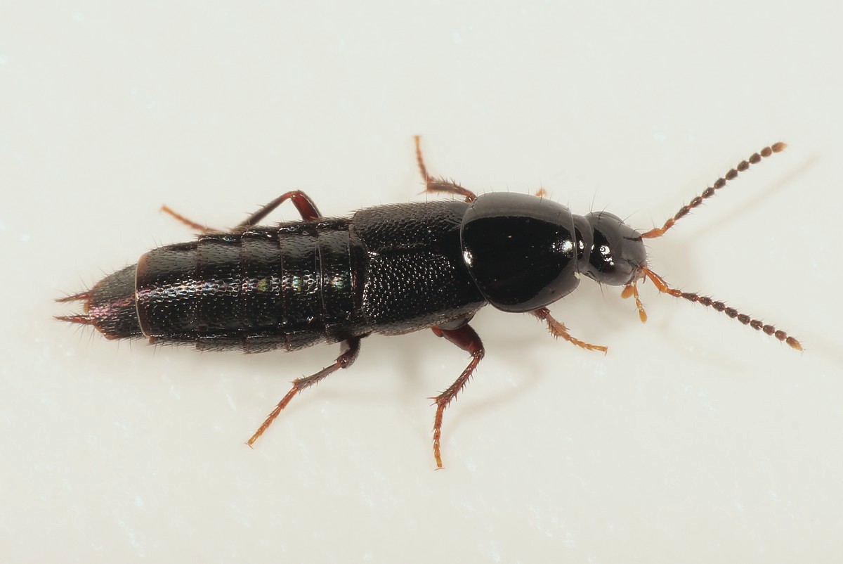 Euryporus picipes (Euryporus picipes)