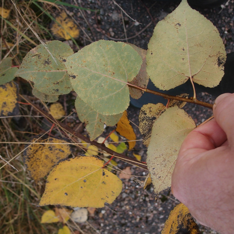 Amerikansk Asp (Populus tremuloides)