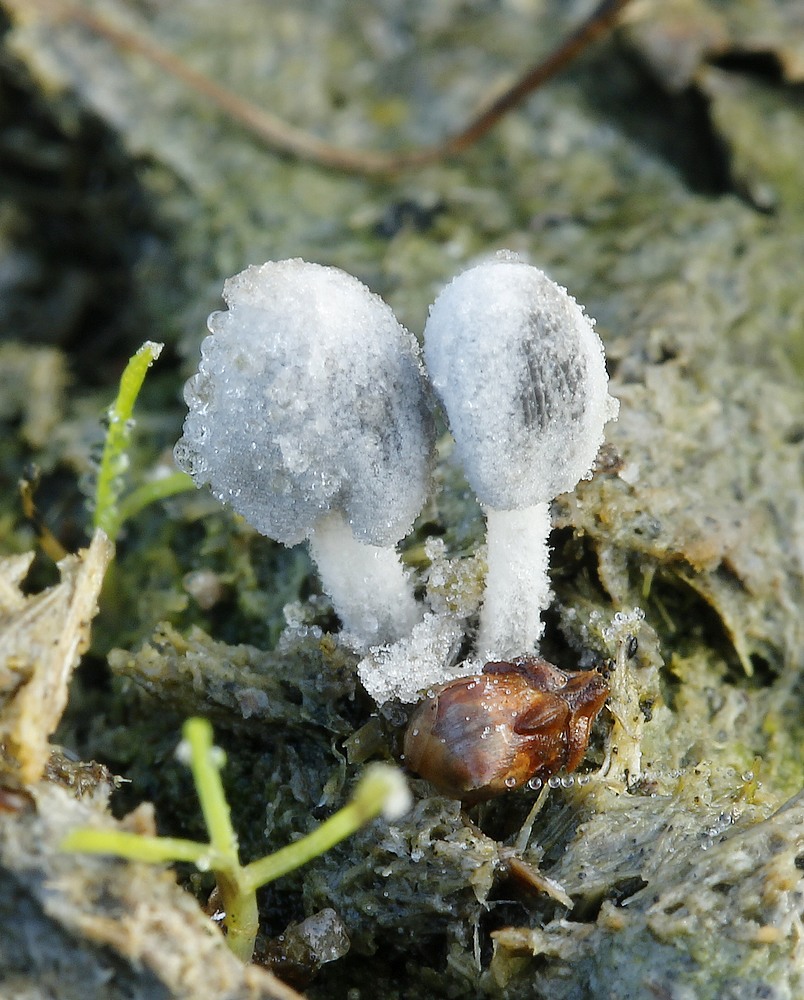 Pjusket Blækhat (Coprinopsis stercorea)