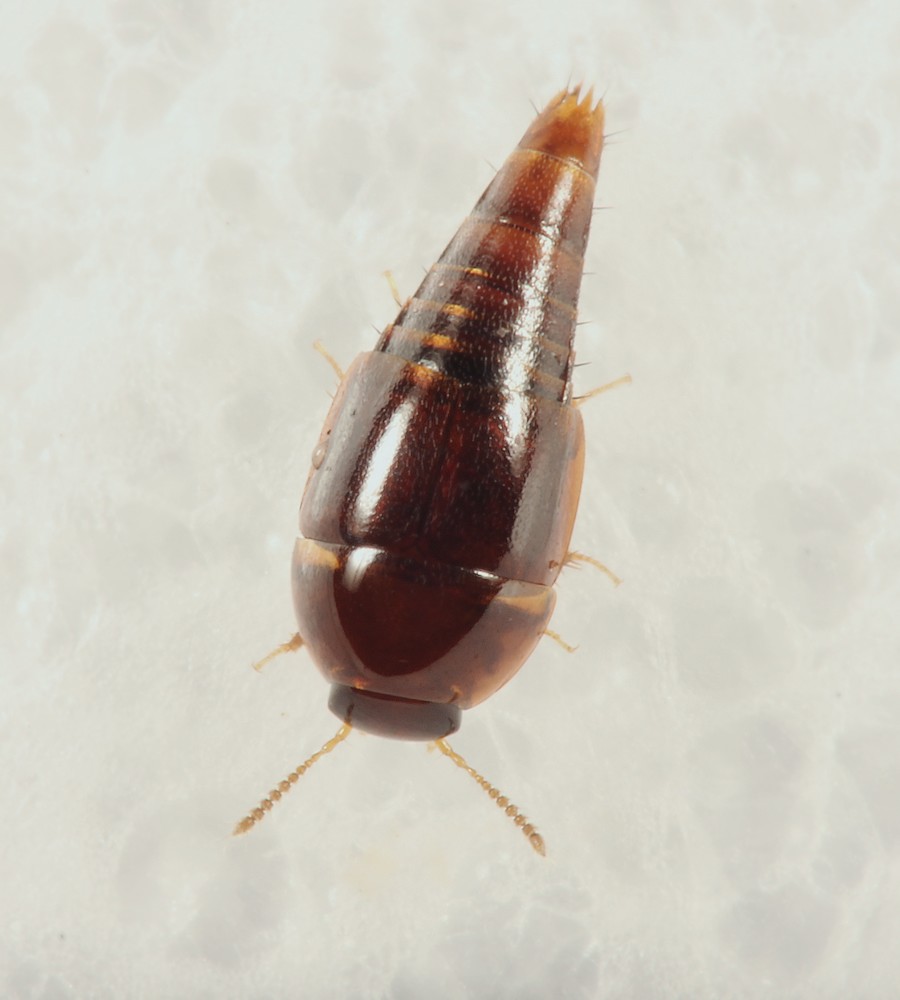 Coproporus  Immigrans (Coproporus immigrans)