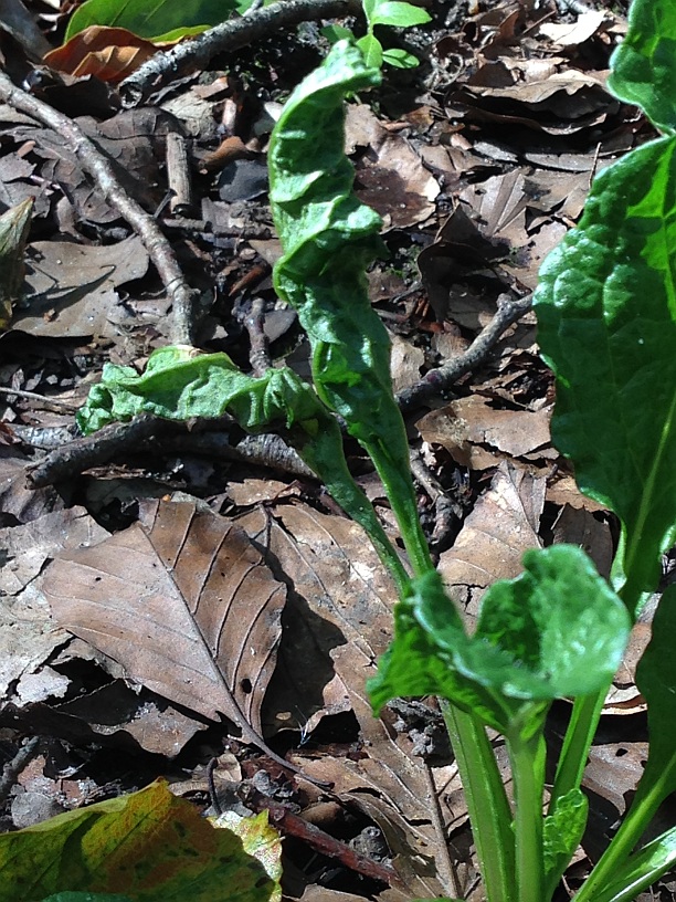 Læbeløsbladlus (Myzus ajugae)