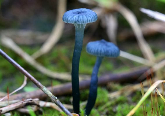 Blågrøn Fontænehat (Arrhenia chlorocyanea)