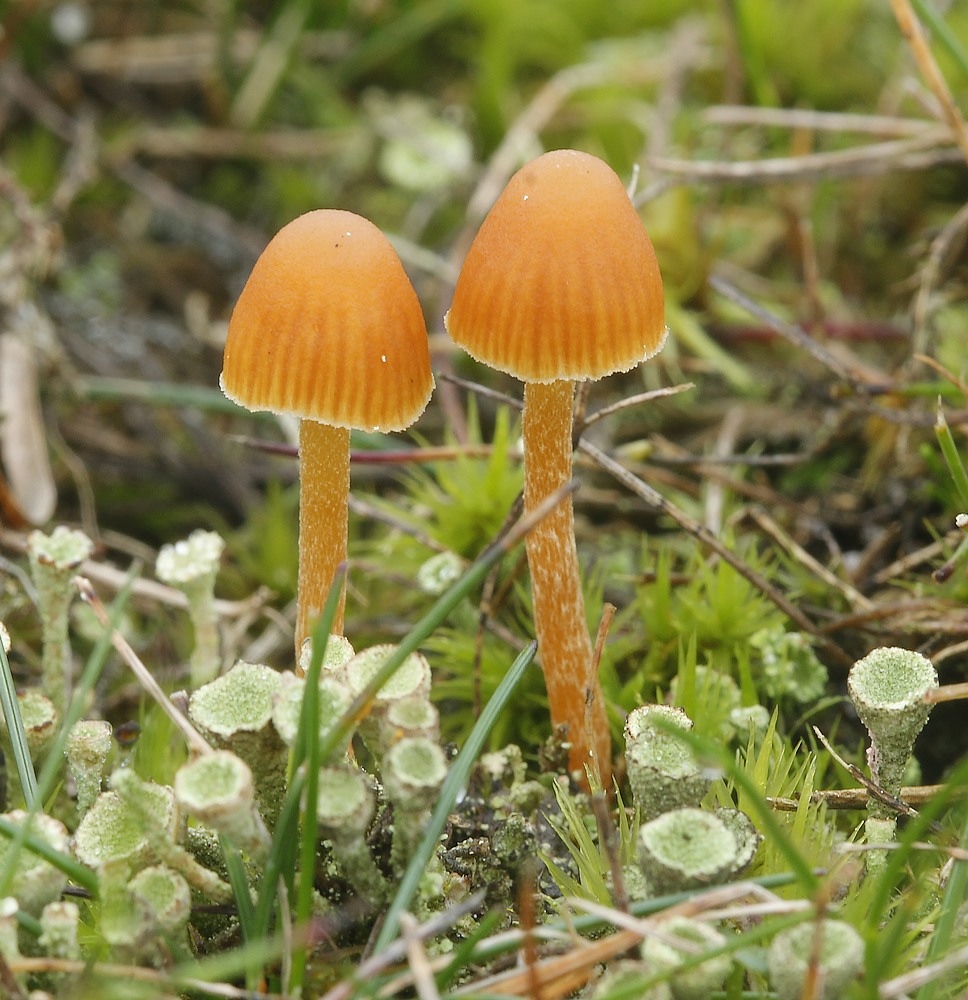 Galerina calyptrata (Galerina calyptrata)