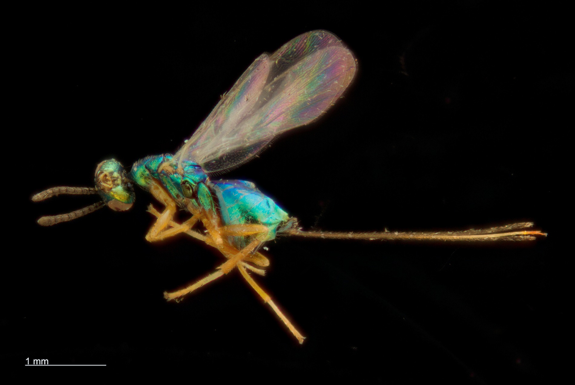 Torymus arundinis (Torymus arundinis)