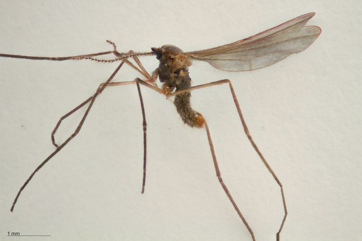 Robinie-Galmyg (Obolodiplosis robiniae)