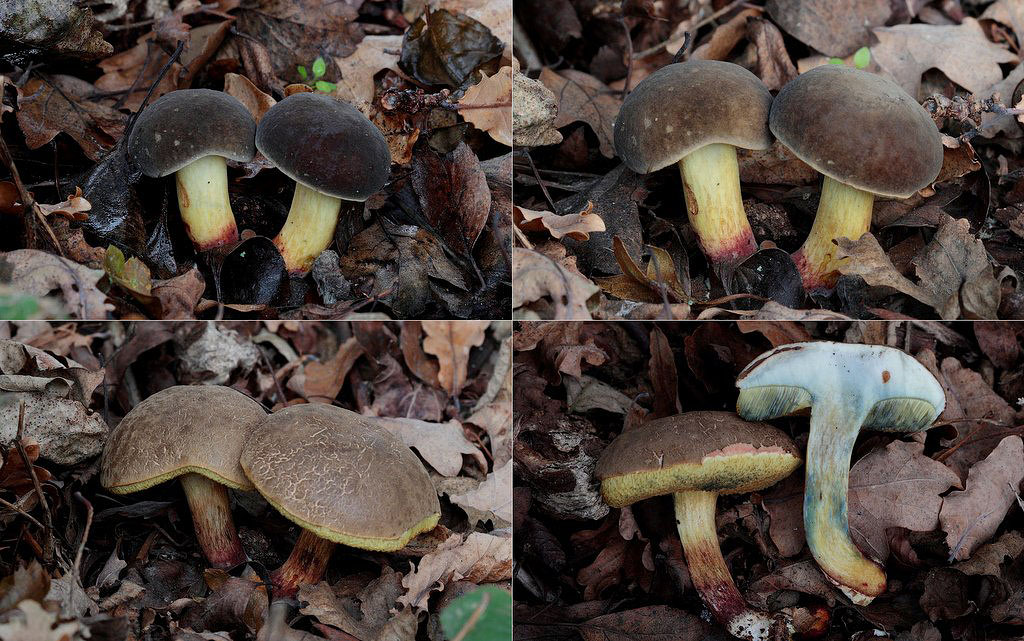 Finsprukken Rørhat (Xerocomellus cisalpinus)
