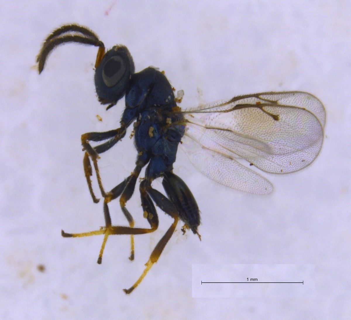 Homoporus nypsius (Homoporus nypsius)