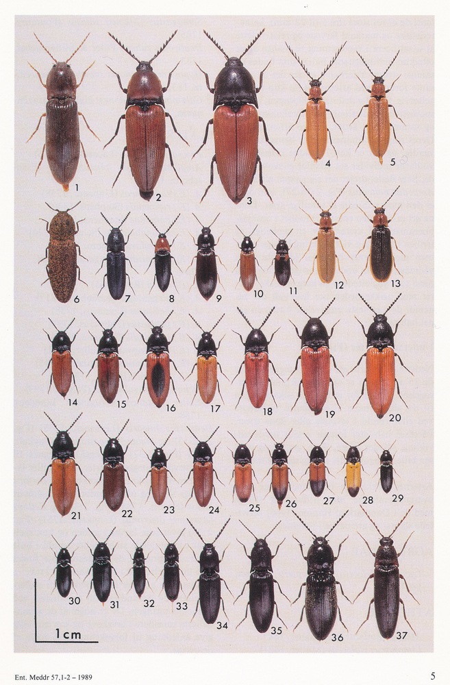 Smuk Skovsmælder (Ampedus elegantulus)