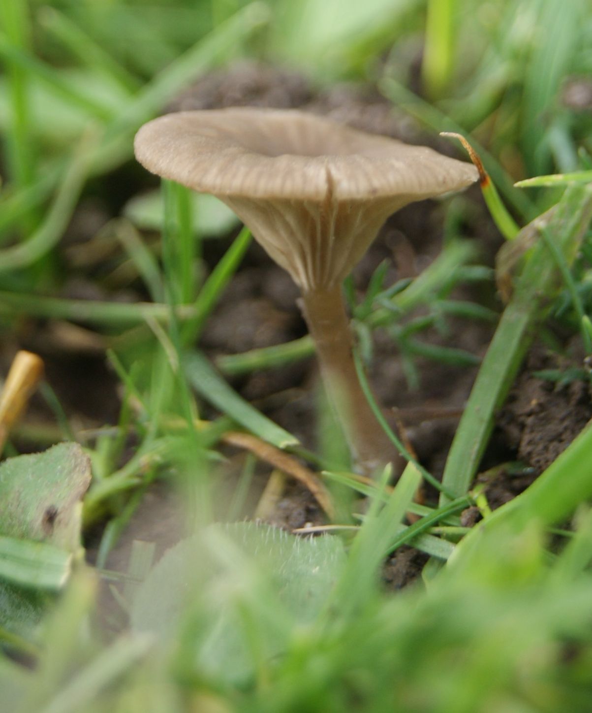 Bleggrå Navlehat (Arrhenia griseopallida)