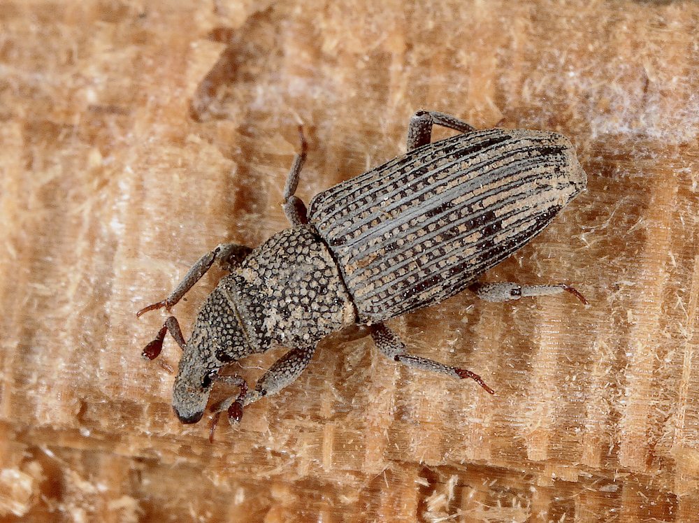 Dryophthorus corticalis (Dryophthorus corticalis)