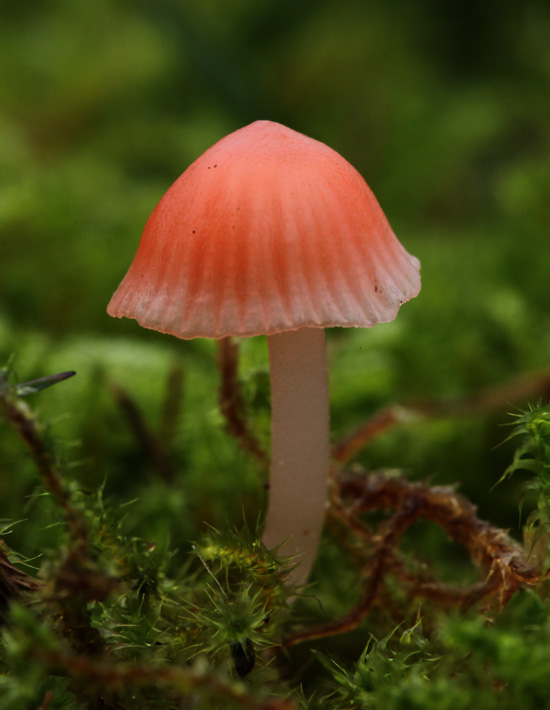 Rønnerød Huesvamp (Atheniella adonis)