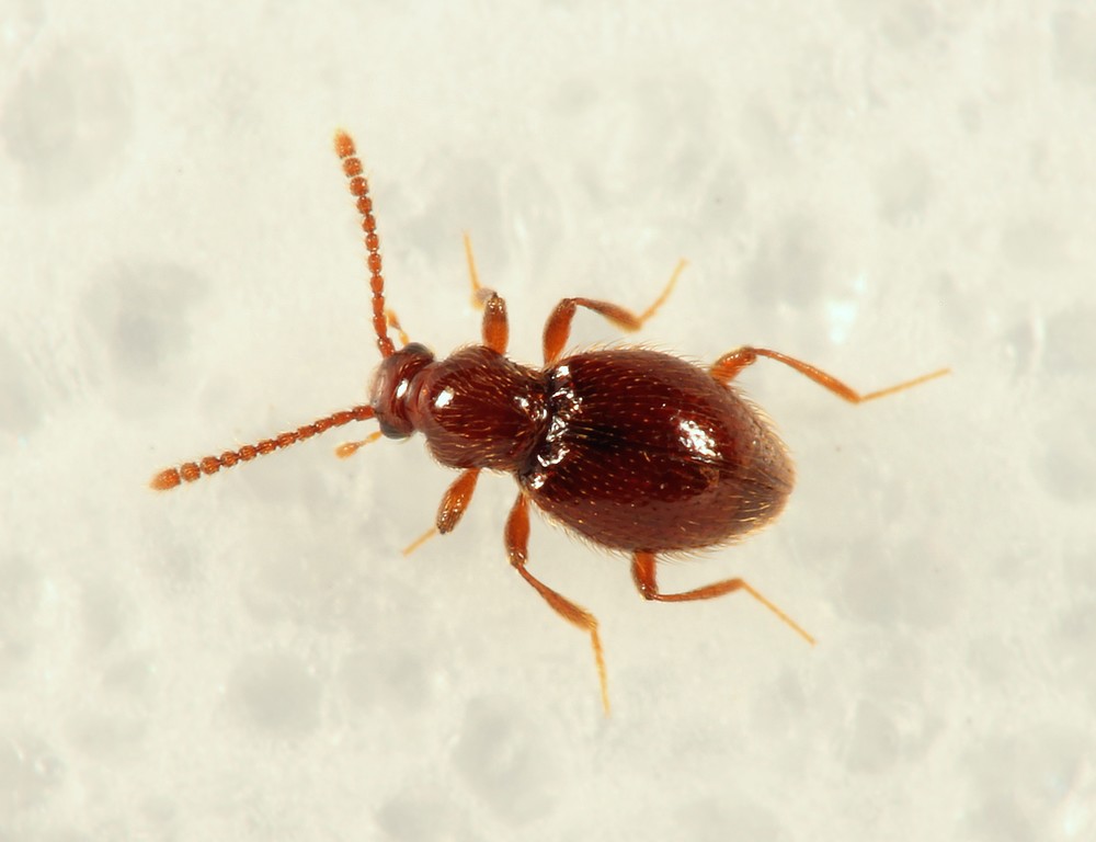 Stenichnus godarti (Stenichnus godarti)