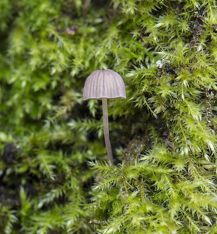 Galde-Huesvamp (Mycena erubescens)
