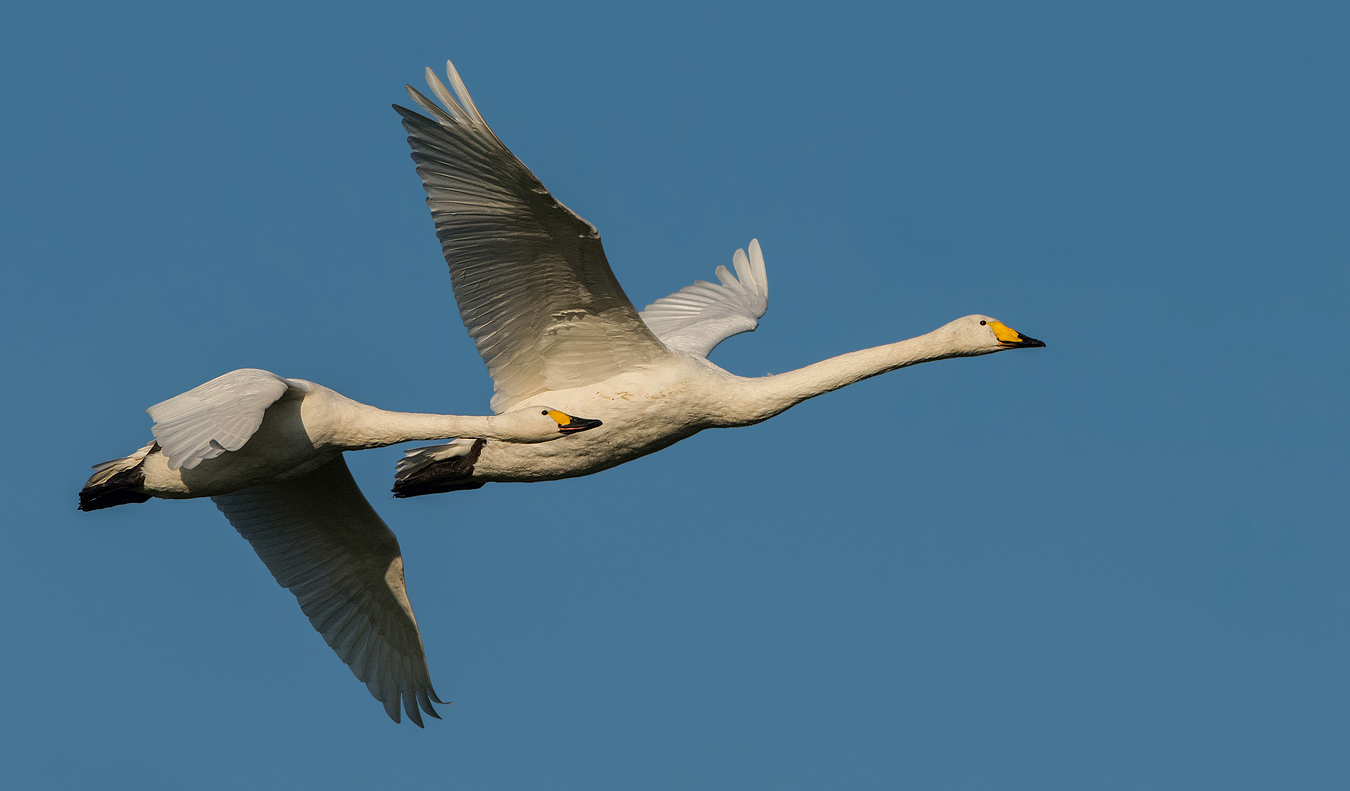 Svaner G s Og nder Anatidae Naturbasen Danmarks Artsportal