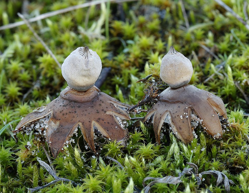 Dværg-Stjernebold (Geastrum schmidelii)