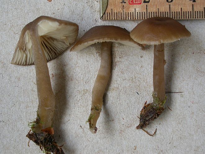 Olivengrå Tragthat (Clitocybe foetens)