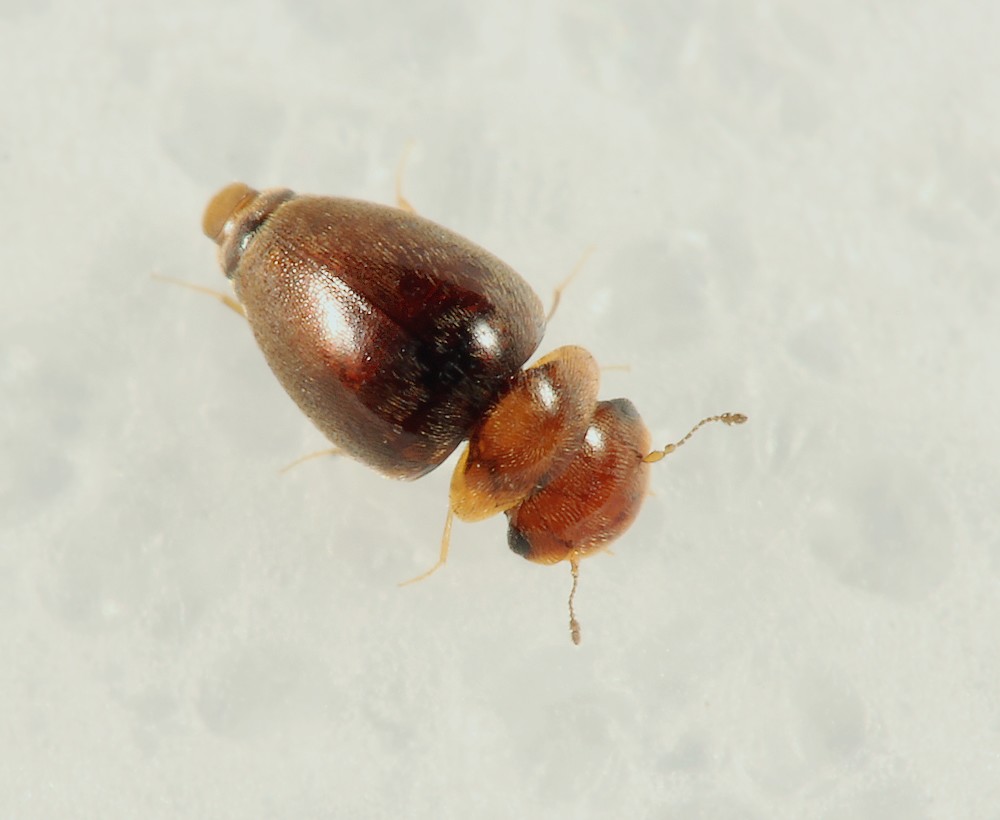 Calyptomerus dubius (Calyptomerus dubius)
