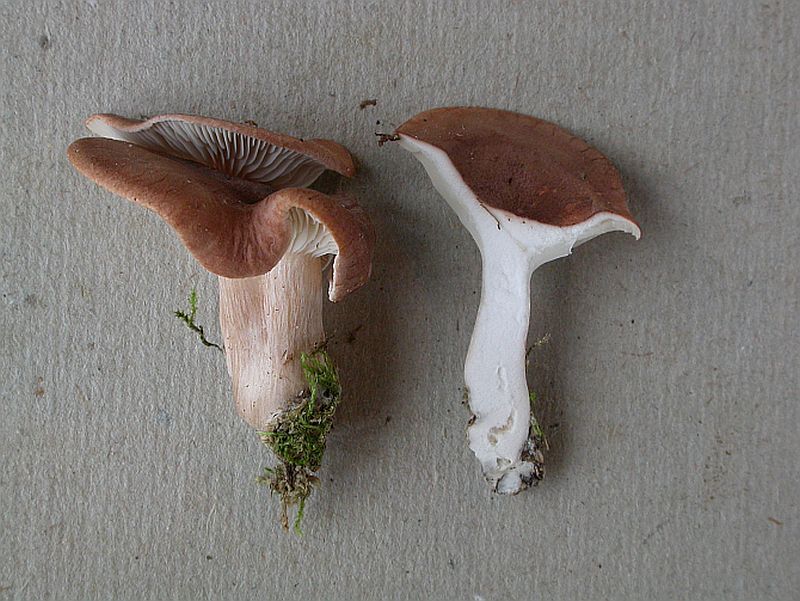 Infundibulicybe glareosa (Infundibulicybe glareosa)