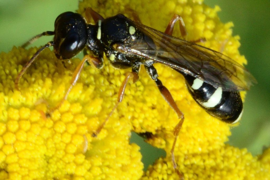 Mellinus crabroneus (Mellinus crabroneus)