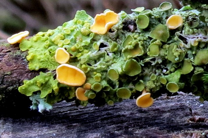 Pile-Stilkskive (Hymenoscyphus salicellus)