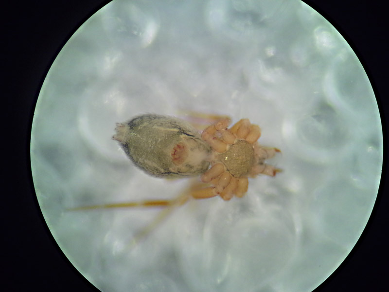 Syedra gracilis (Syedra gracilis)