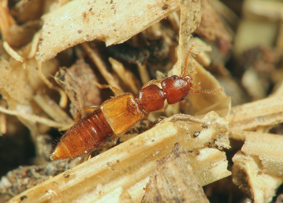 Hypomedon debilicornis (Hypomedon debilicornis)