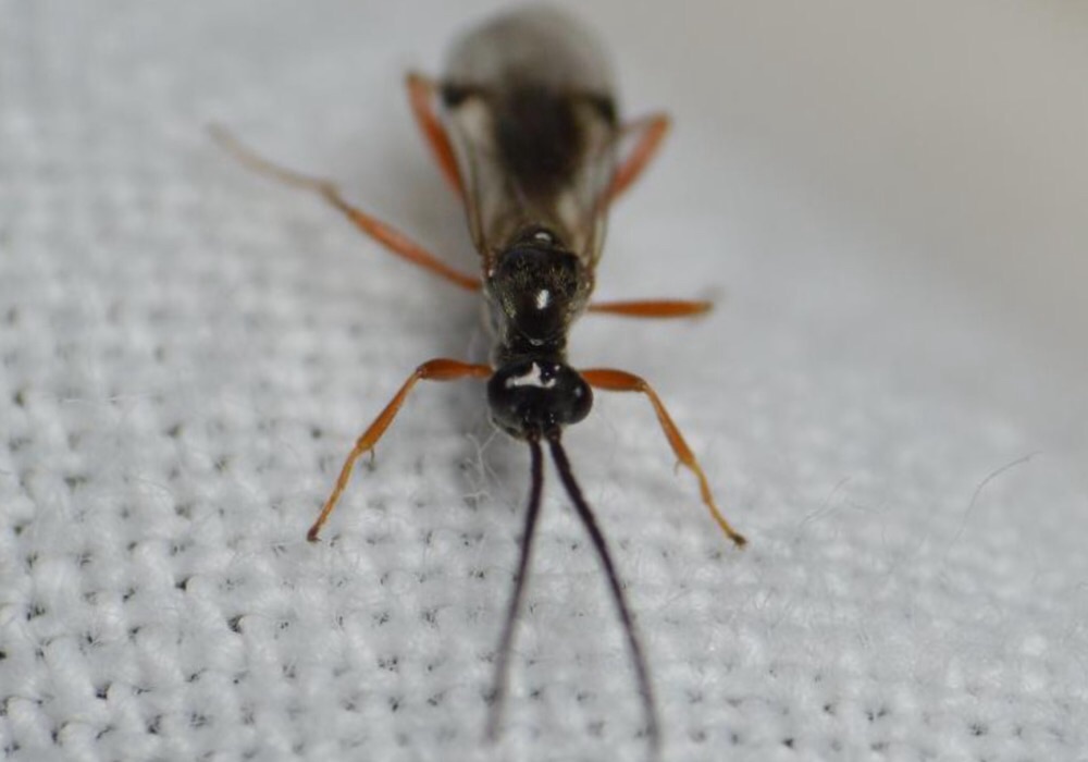 Phaenoserphus sp. (Phaenoserphus sp.)