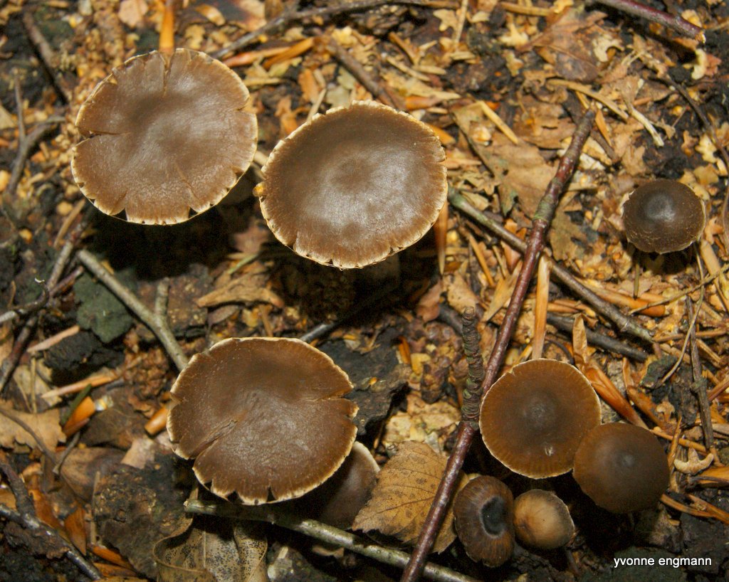 Mørkpuklet Slørhat (Cortinarius decipiens)