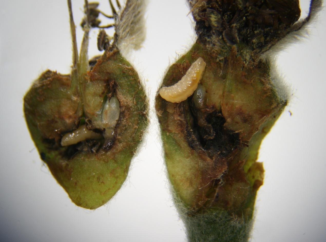 Pæregalmyg (Contarinia pyrivora)