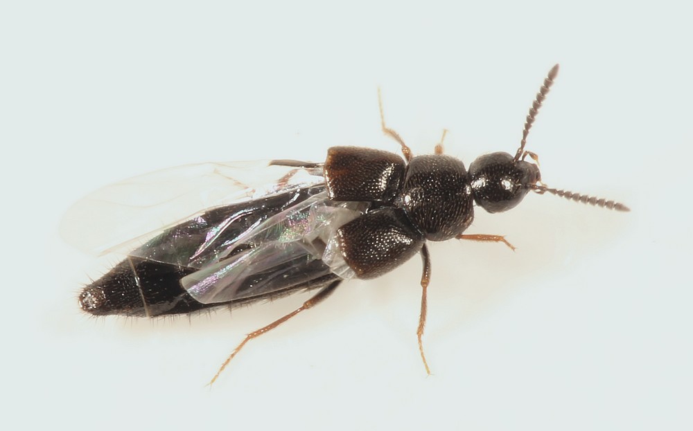 Aleochara Albovillosa (Aleochara funebris)